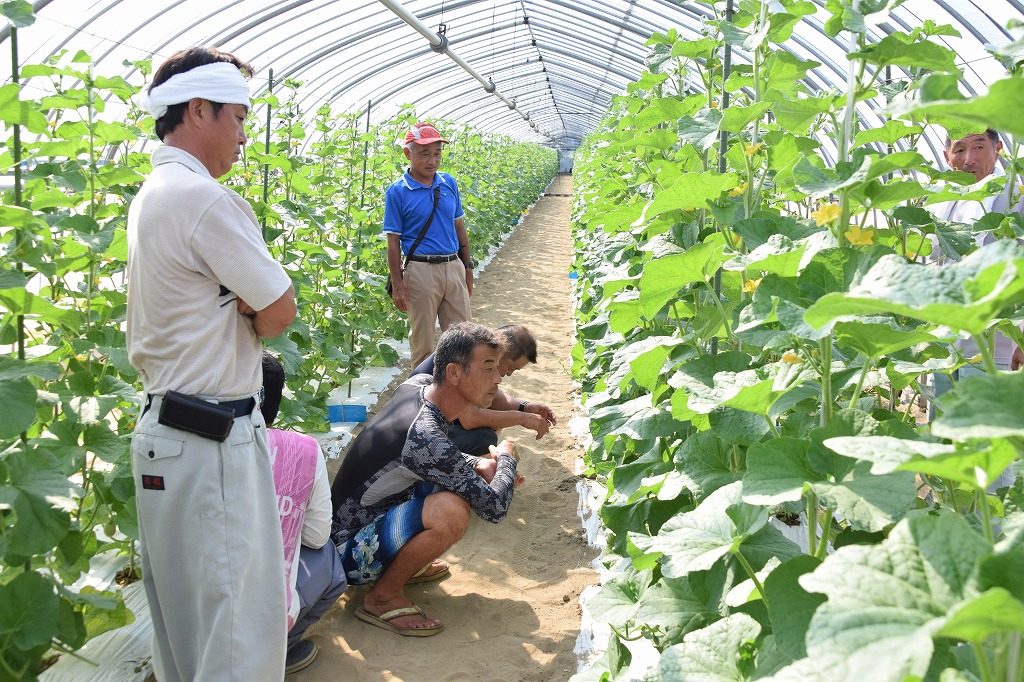 温室メロン栽培管理を学ぶ Ja鶴岡 山形県庄内のお米産地