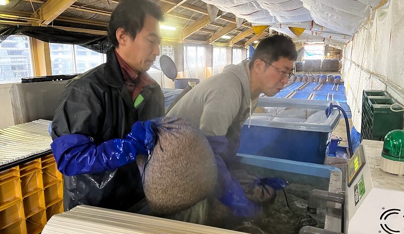 大泉育苗組合 温湯消毒